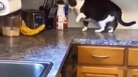 Funny cat video| Funny animals| Funny Meme