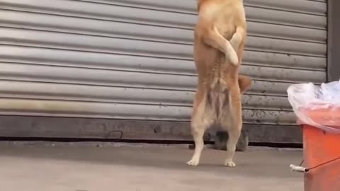 Funny Dogs