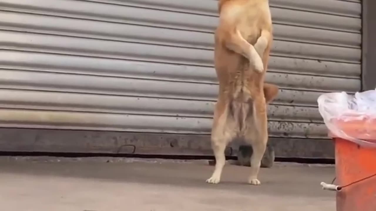 Funny Dogs