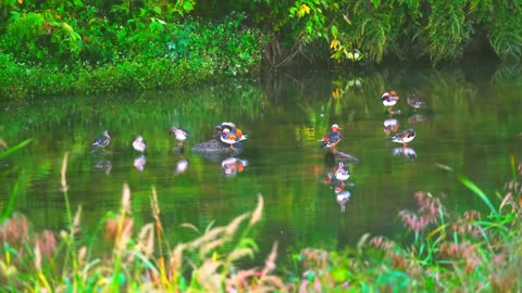 mandarin ducks