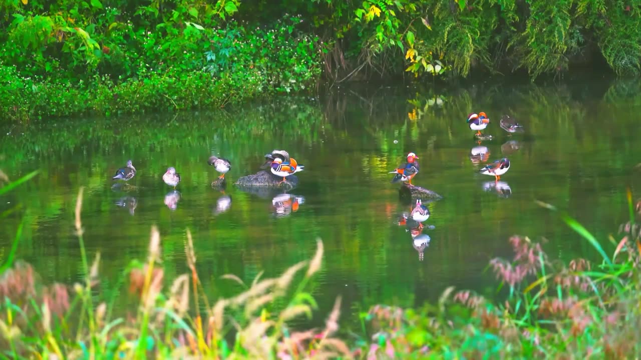 mandarin ducks