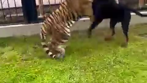 Tiger and Dog play fight 😳🙆