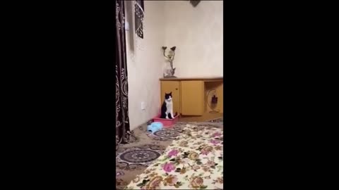 Funny animal videos #cat #dog #funny #funnyanimals #pets