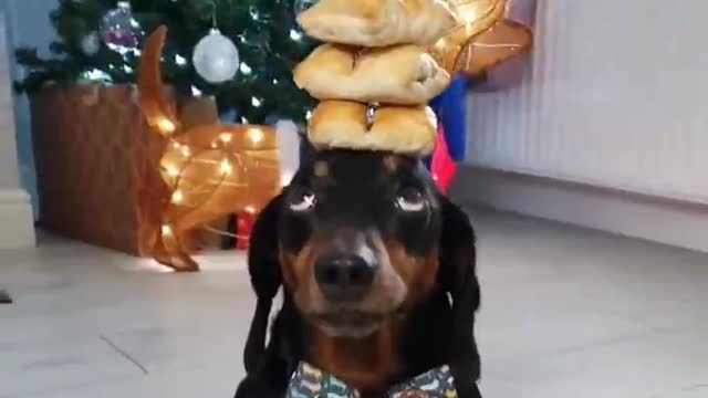 Harlso the Dachshund Balancing Sausage Rolls