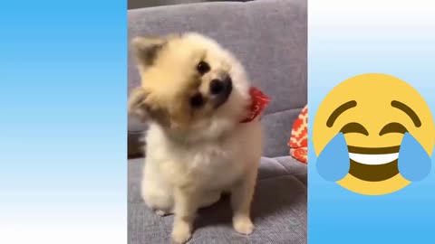 funny dogs and cats, try not to laugh challenge 🤣🤣🤣🤣