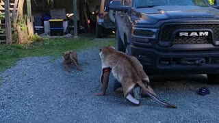 Seeing Our Dog's Reaction to Cougar Rug