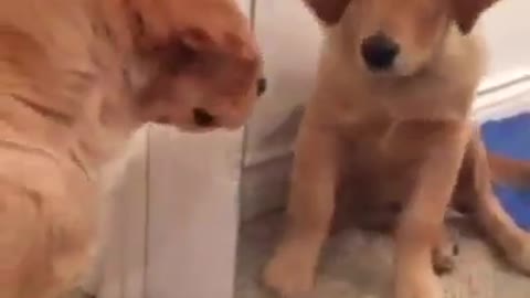 So beautiful very funny cat and dog video