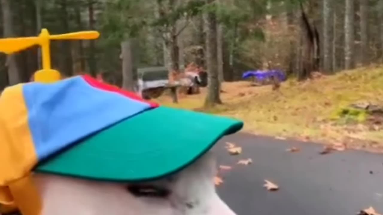 Try to not laugh
