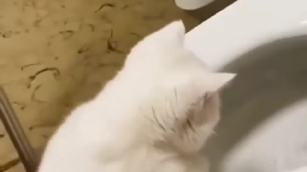 Funny cats video