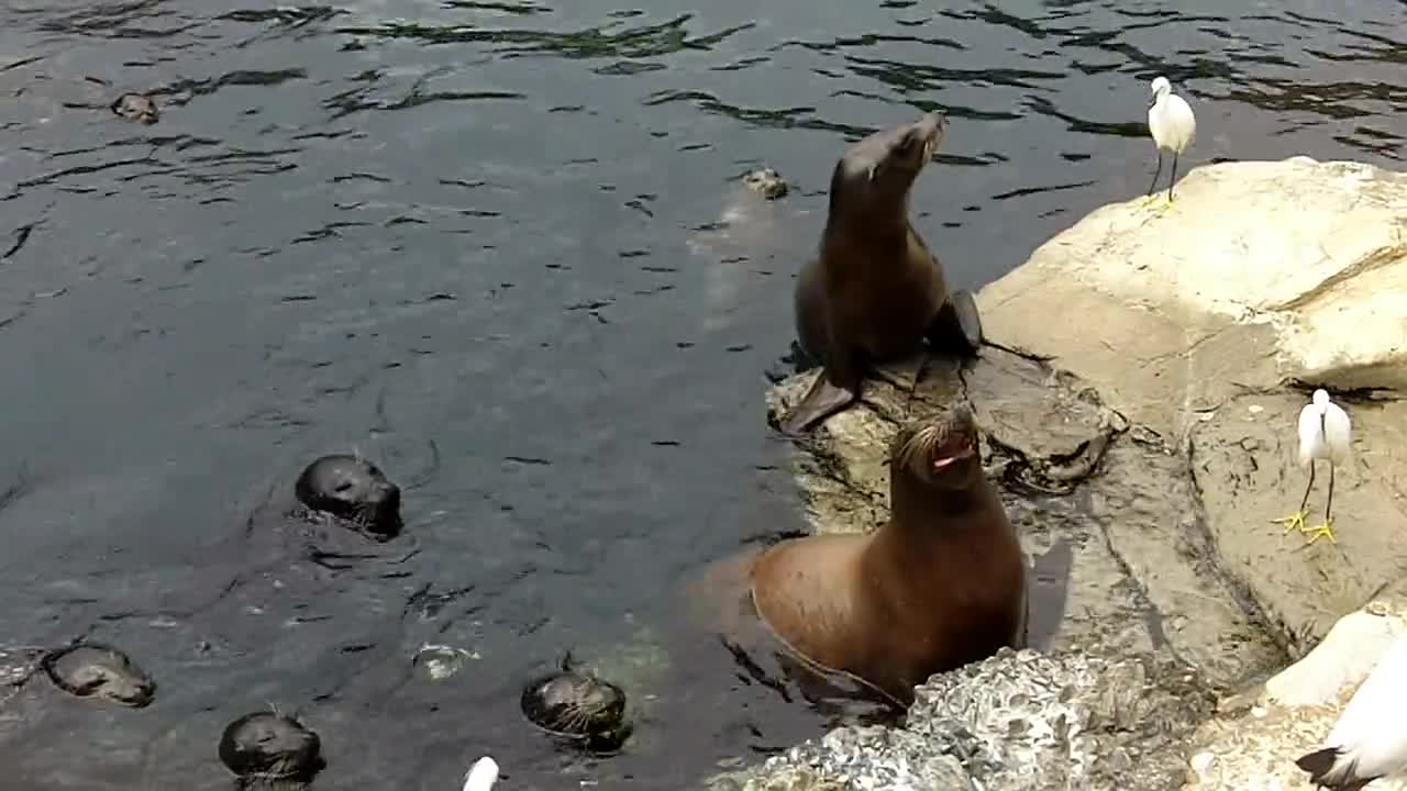 Sea Lions Video