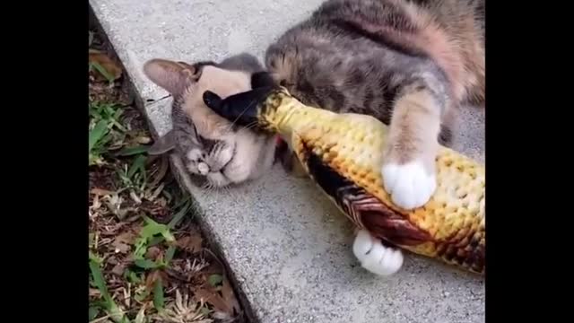 Funniest cat videos #67 - HILARIOUS!