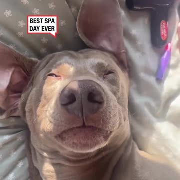 Daughter Gives Dog Spa Day