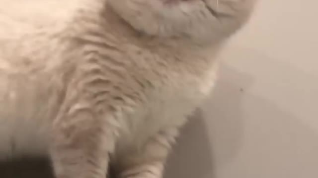 Cat sound to attract cats🙀realistic multiple meows#4