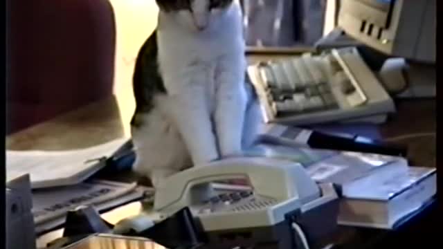 Cat answers office phone