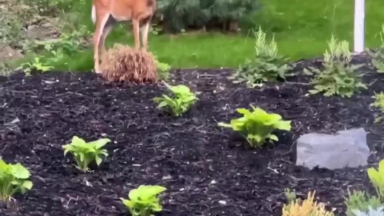 Two adorable dogs