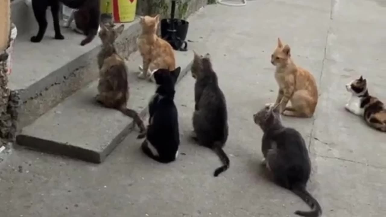 Funny Crazy Insane Cats Time To Lick