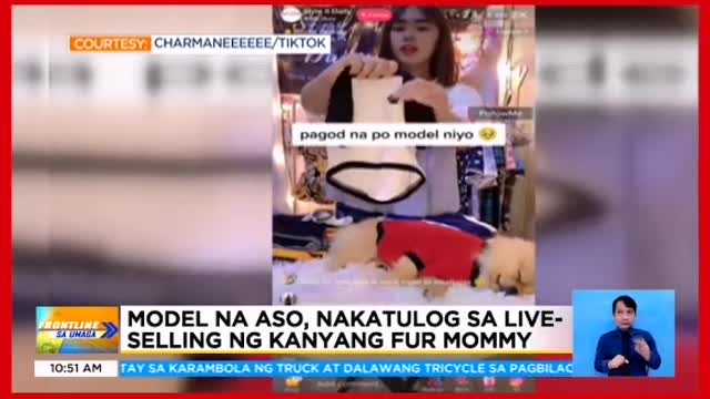 Model na aso, nakatulog sa live selling ng kaniyang fur mommy