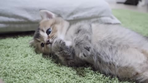 Kitten is playing with glee