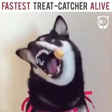 Fastest treat-catcher alive
