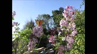 Summer Butterflies Lilac Bush Fall 2021