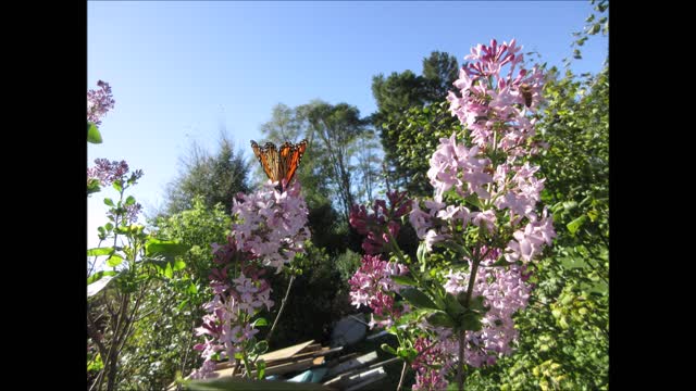 Summer Butterflies Lilac Bush Fall 2021