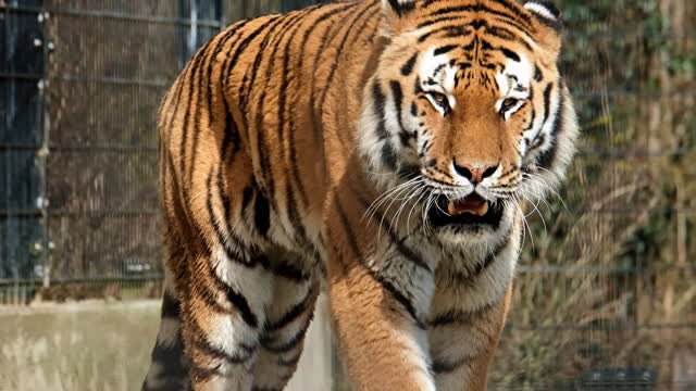 A Tiger Walking