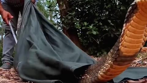 King cobra rescued and released!