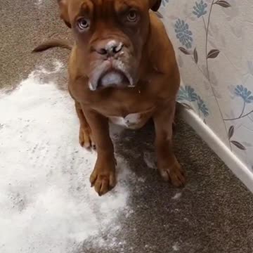 Naughty dog makes a big mess, feels no remorse about it
