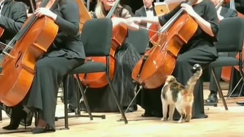 Funny Musical cat