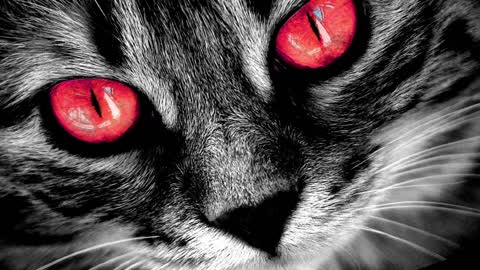 Fighting Cats horror sound 😚🤔🐱