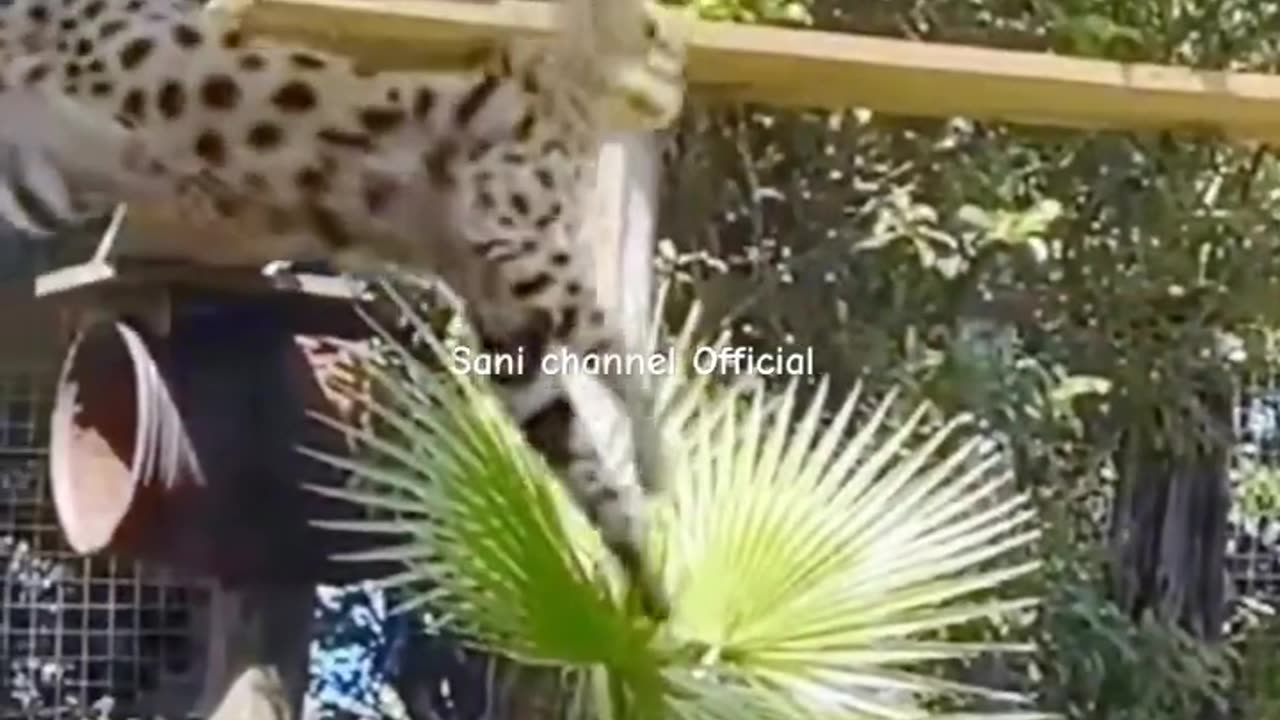 amazing skills..#shortsfeed #shortvideo #cheetah #animals #amazingskills #jump #jumping