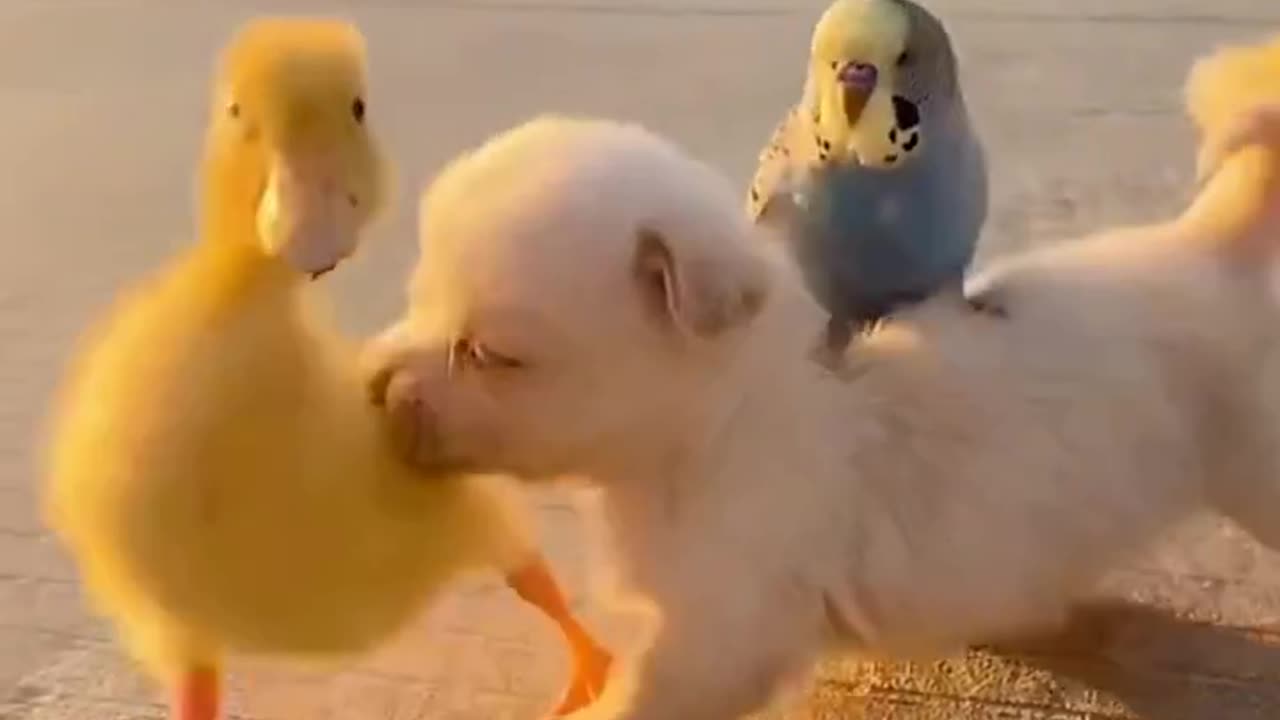 When a dog meets a fluffy little yellow duck