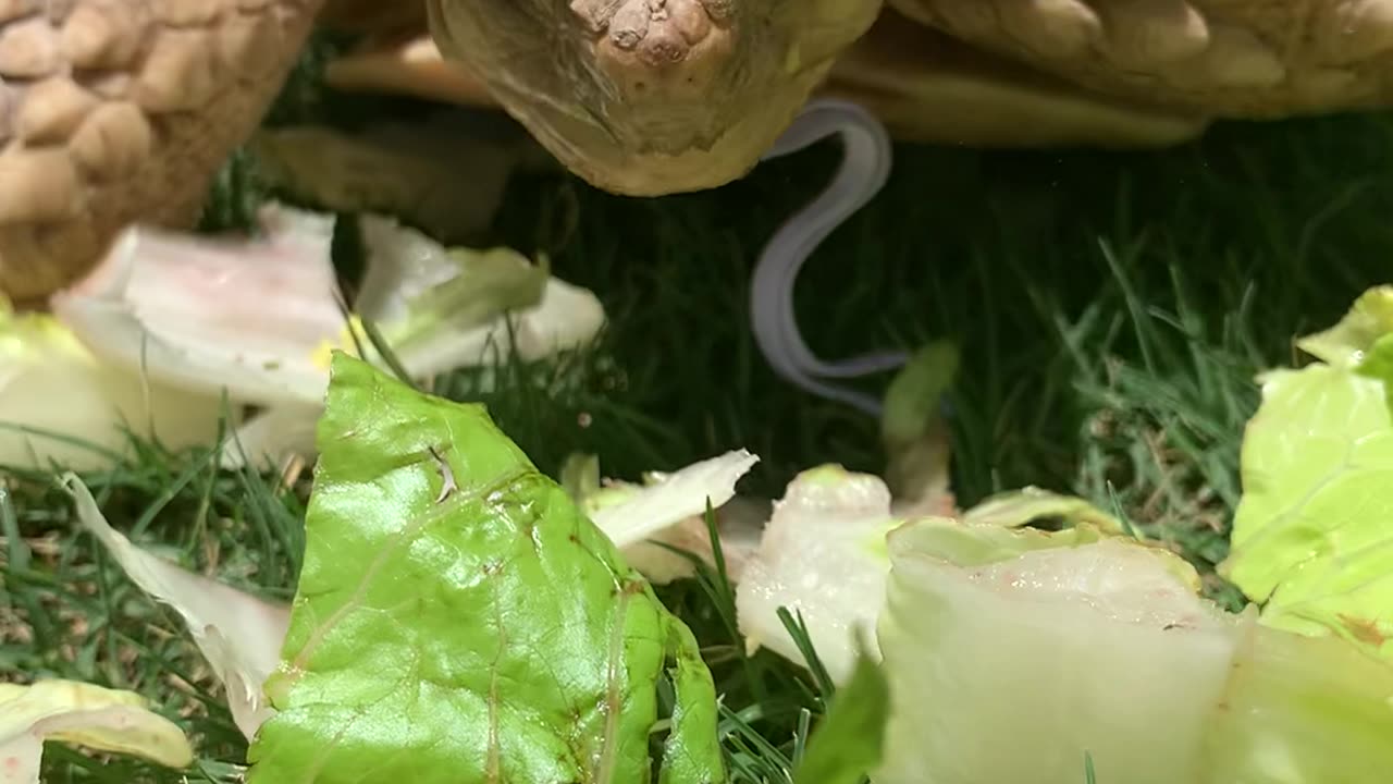 Larry Loves Lettuce