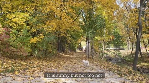 WALKING A PUPPY IN AUTUMN EXPECTATION vs. REALITY