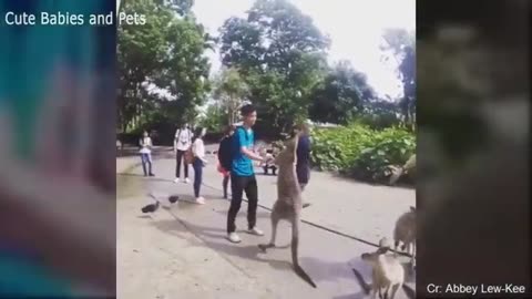 Funny animals and crazy people