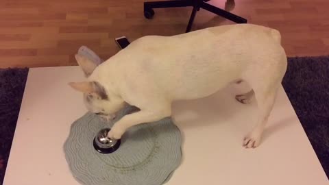 Dog learns to ring bell for treats