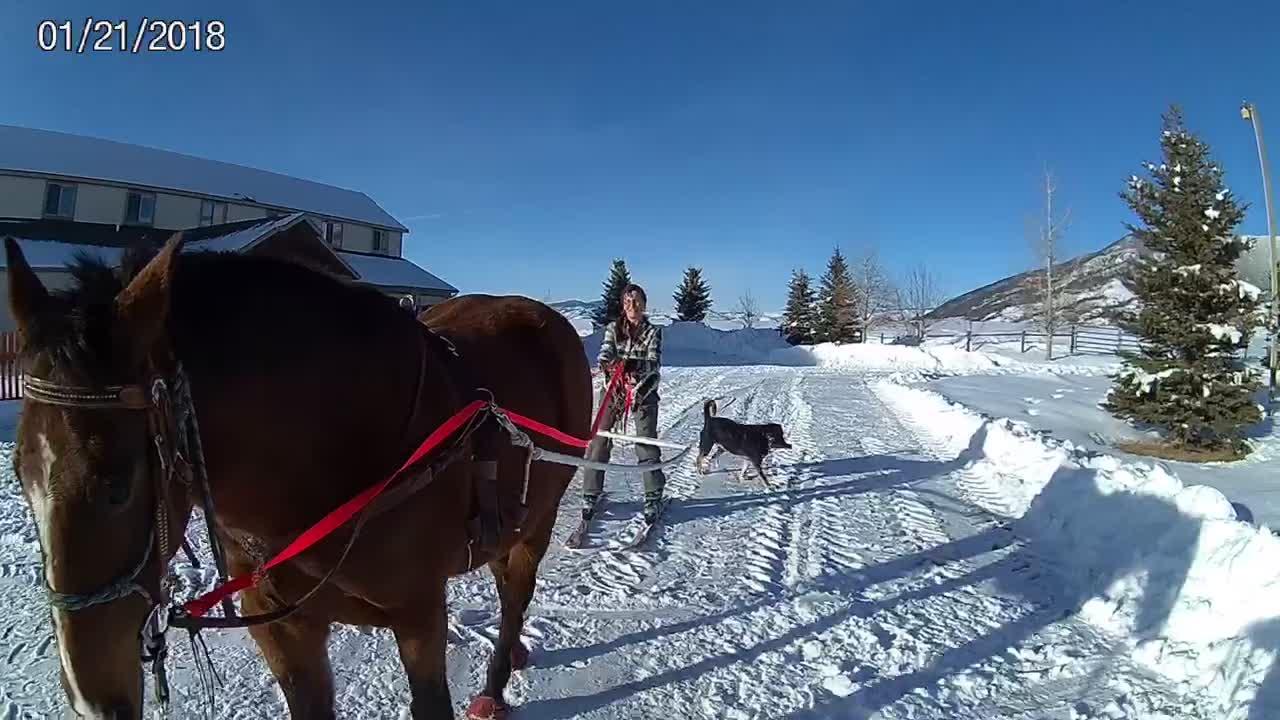 Kenai’s first European Skijoring