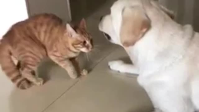 Dog and cat funny vedio