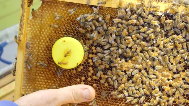 Apiary #21 Queen Cell Test Part 1 beekeeping for beginners