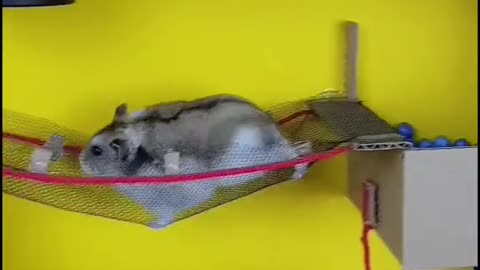 Can we break the record today? go'go'go❤🐹