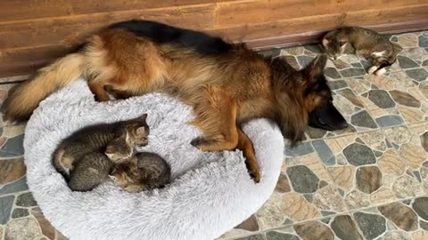 Foster Kittens Only Fall Asleep Next to Their German Shepherd