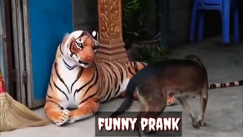 Real Animal Prank videos Funny frank dog vs fake tiger | 2021 Best of Animal Prank
