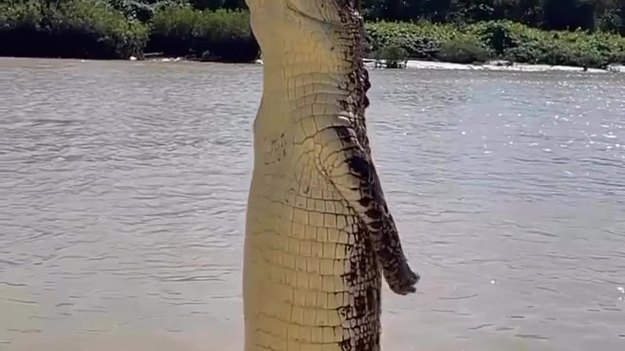 Australian crocodile 🐊😳