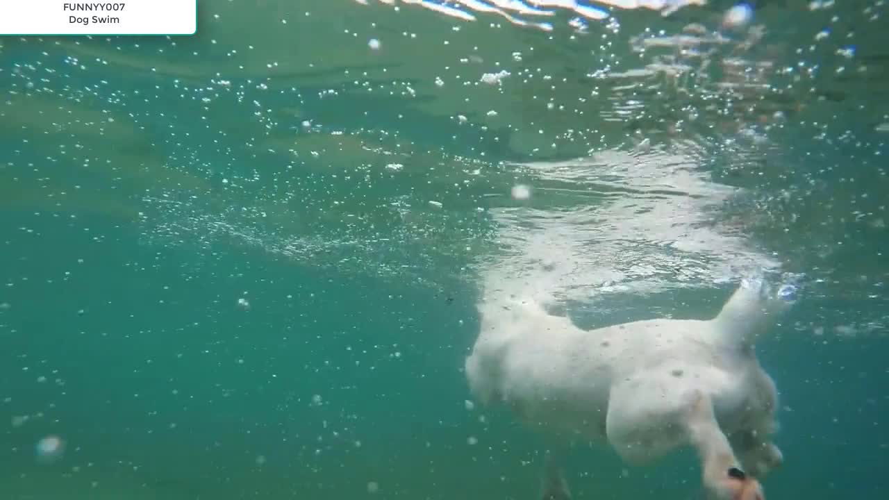 THE BEST CUTE AND FUNNY DOG SWIM😆🔥🐶