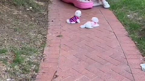 Cute Small Naughty Dog Puppies