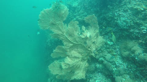 fishes underwater(sea) in thailnad