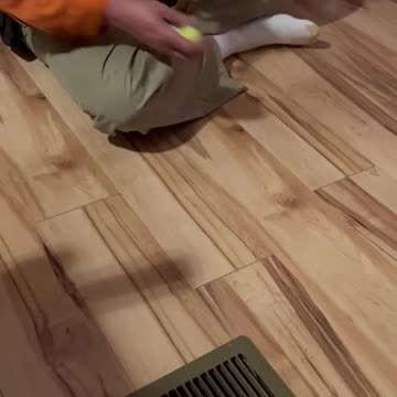 Piper the wonder dog