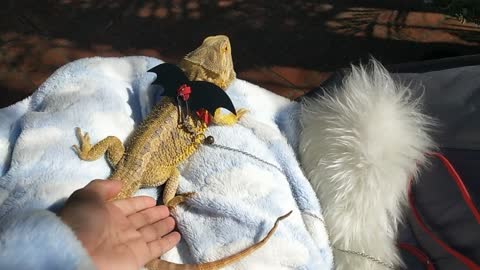 Bearded Dragon basking in the Sun with me 鬃狮蜥 晒太阳 宠物蜥蜴| Cute animal/pet/lizard