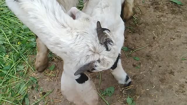 Goats baby's milk 🥛 feed😍