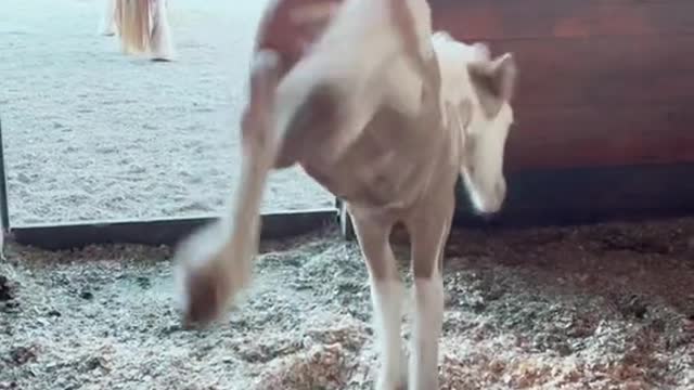 The happy pony hopped merrily